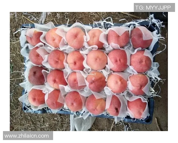 红桃国际品质保障助力全球消费者享受高标准生活体验